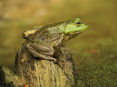 Nicole’s Amphibian Adventures – Part 3: Frogs!