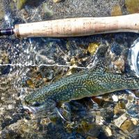 Trout Unlimited Monthly Meeting