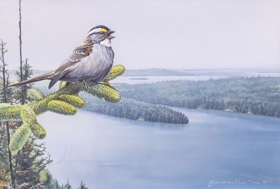 White throated sparrow parched on a pine branch over an expansive view of Islands in Lake Superior